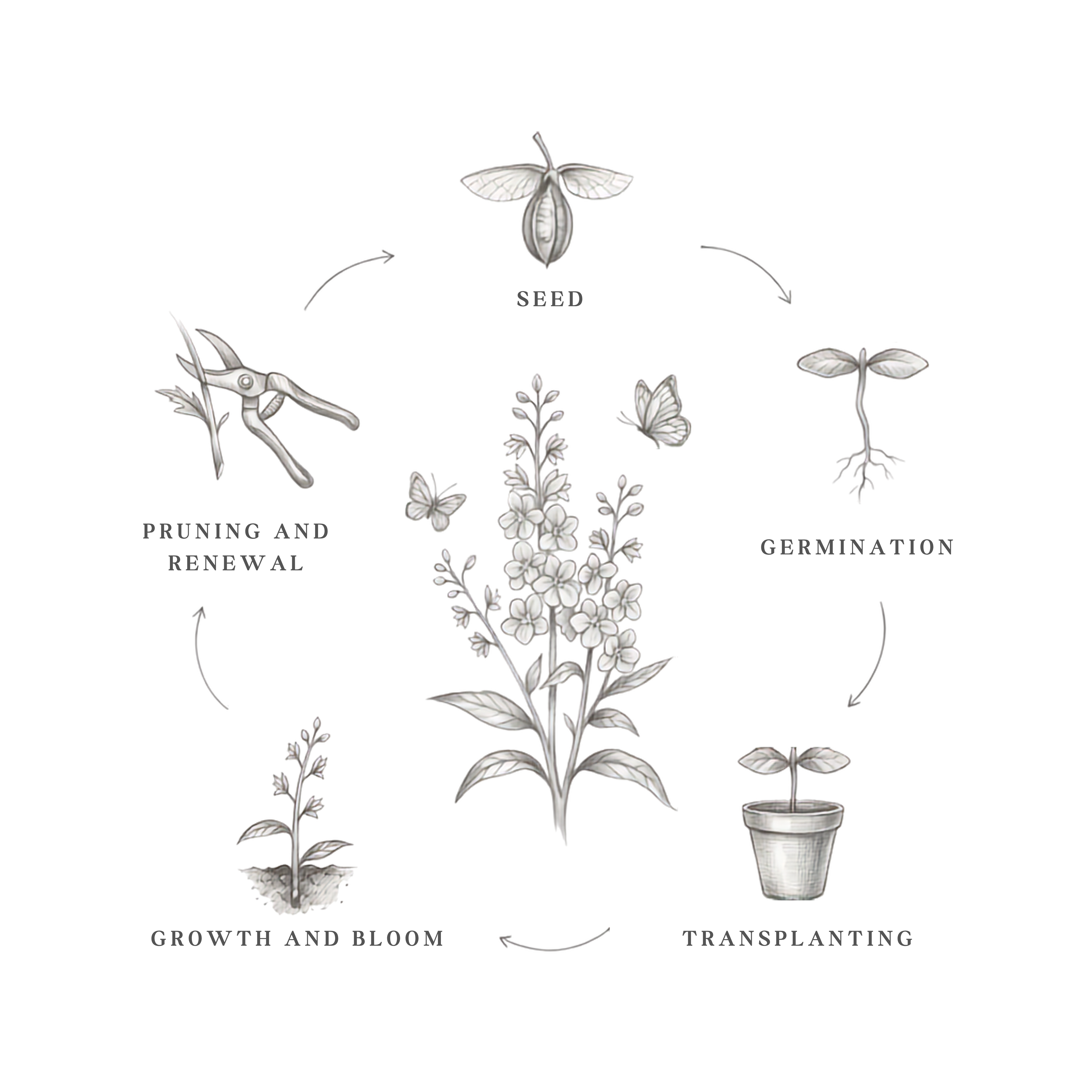 Germination illustration