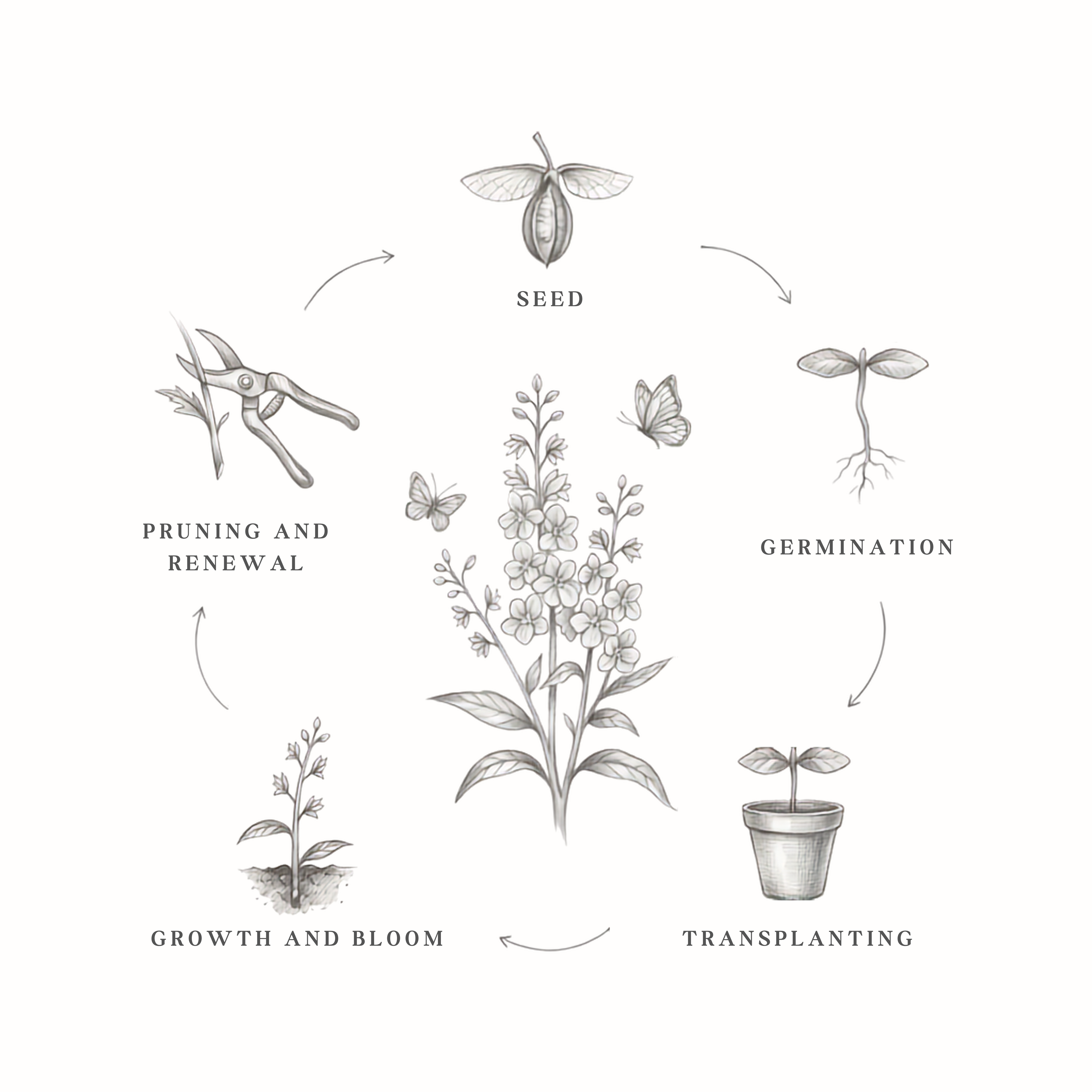 Germination illustration